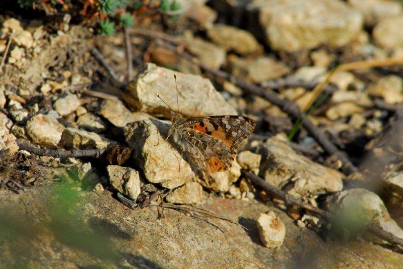 Seconda osservazione 2015 Vanessa cardui (Linnaeus, 1758)